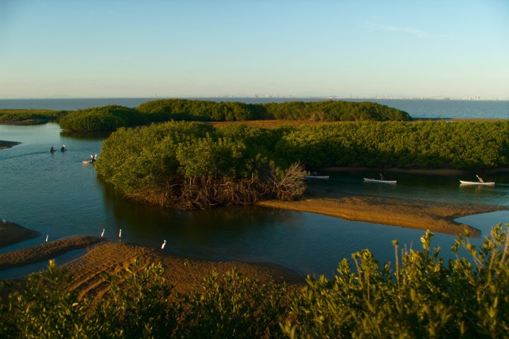 abu dhabi mangroves