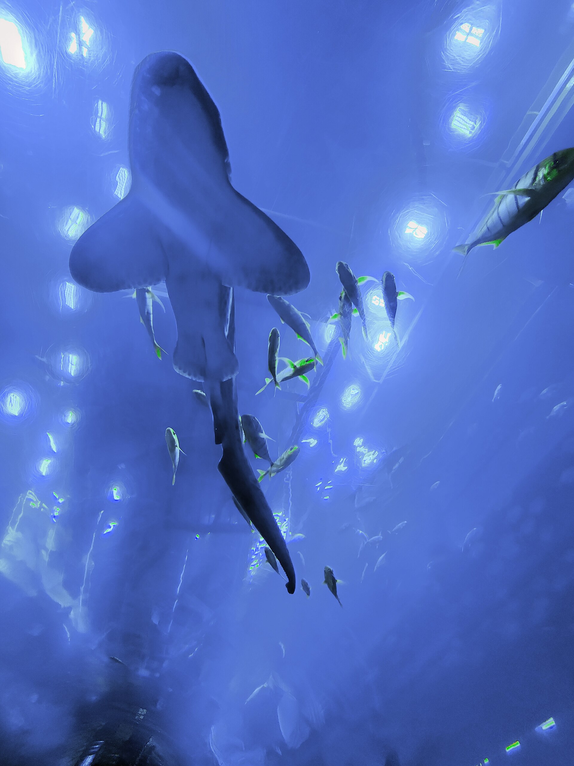 The Dubai Mall — photograph by Pravichris, CC BY-SA 4.0, via Wikimedia Commons