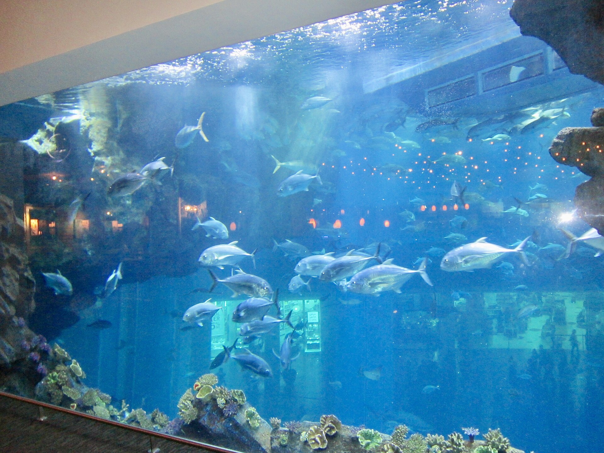 Dubai Aquarium — photograph by Ank Kumar, CC BY-SA 4.0, via Wikimedia Commons