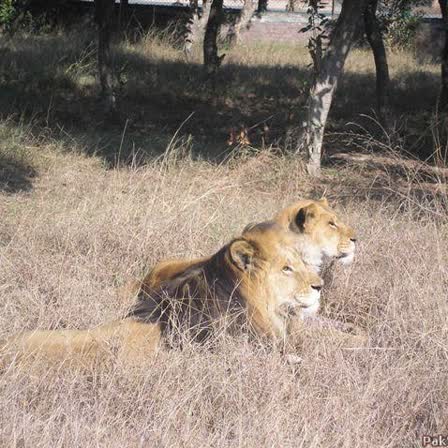 Lahore Zoo — photo: Farhad4368, Public domain, via Wikimedia Commons